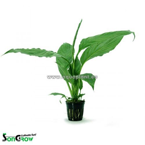 Songrow Spathiphyllum sp. Sumpfpflanze