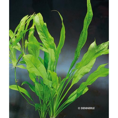 Aquarium-Hintergrundpflanze Dennerle Echinodorus grisebachi Amazonicus