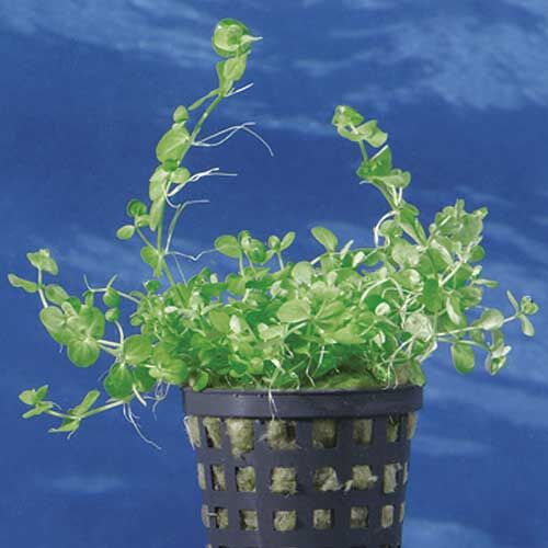 Aquarium-Wasserpflanze Dennerle Micranthemum umbrosum Perlenkraut