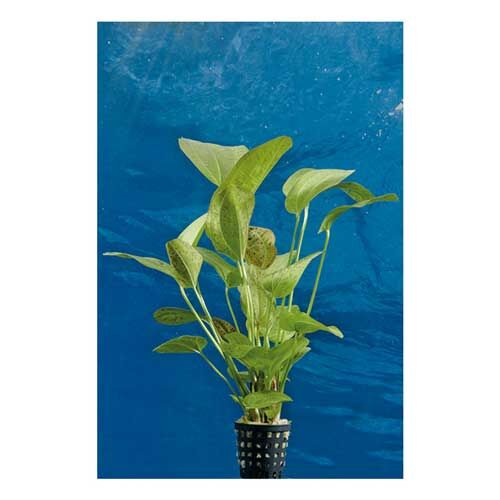 Aquarium-Wasserpflanze Dennerle: Echinodorus Dschungelstar Nr. 9  1 Stk.