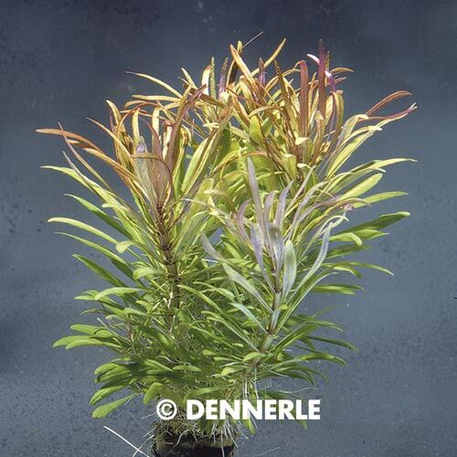 Aquarium-Wasserpflanze Dennerle Pogostemon stellatus spec. 