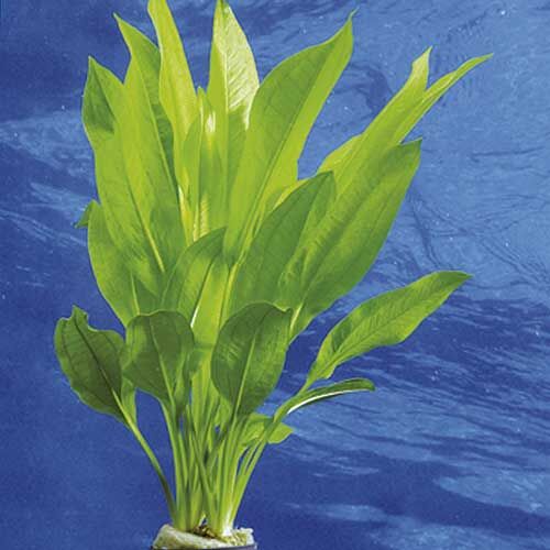 Aquarium-Hintergrundpflanze Dennerle Echinodorus grisebachii bleherae
