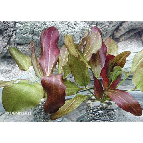 Aquarium-Wasserpflanze Dennerle: Echinodorus Dschungelstar XL Nr. 2 Kleiner Bär  1 Stk.