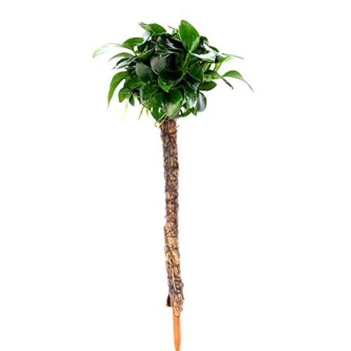 Aufsitzerpflanze: Dennerle Anubias Nana Bonsai auf Bonsai Palme