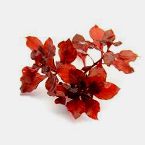 Dennerle Ludwigia palustris Super Red