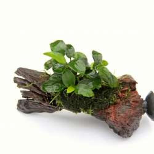Aufsitzerpflanze: Dennerle Anubias nana bonsai auf Nanowood mit Sauger