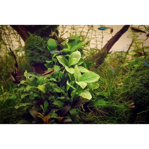 Aquarium Vordergrundpflanze Dennerle Anubias nana Jade Bild 2
