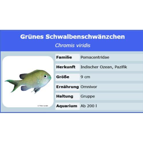 Meerwasserversand Chromis viridis Riffbarsch L