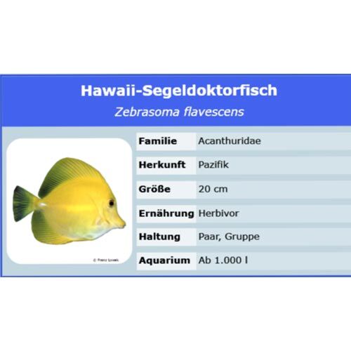 Meerwasserversand Zebrasoma flavescens Hawaidoktor L