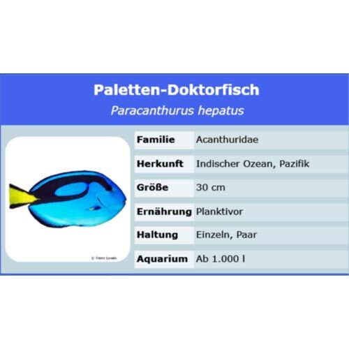 Meerwasserversand Paracanthurus hepatus Palettendoktor L