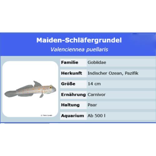 Meerwasserversand Valenciennea puellaris Maiden-Schlfergrundel L