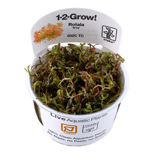 In-Vitro-Aquariumpflanze Tropica 1 2 Grow Rotala rotundifolia H'ra