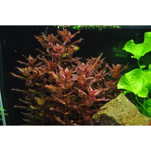In-Vitro-Aquariumpflanze Tropica 1 2 Grow Rotala macrandra
