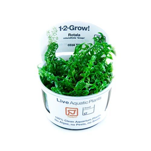 Tropica 1 2 Grow Rotala rotundifolia green