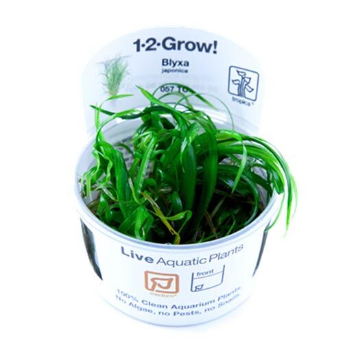 Tropica 1 2 Grow Blyxa japonica