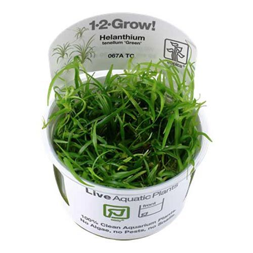 Tropica 1 2 Grow Helanthium tenellum Green