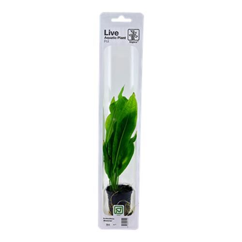 Tropica Live Aquatic Plant Pot Echinodorus grisebachii Bleherae