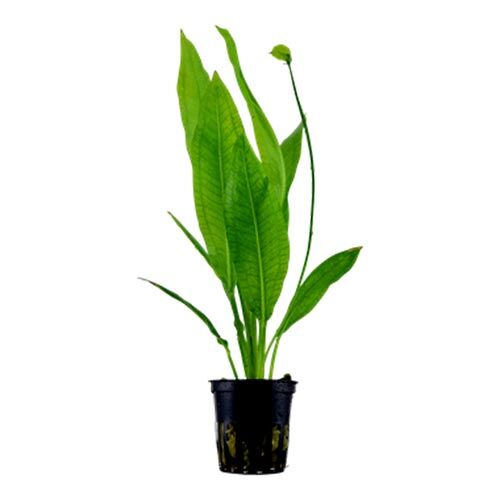 Aquarium-Hintergrundpflanze Tropica Live Aquatic Plant Pot Echinodorus grisebachii Bleherae Bild 2