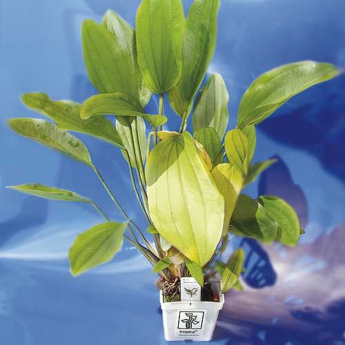 Tropica: Echinodorus rose Mutterpflanze  XL