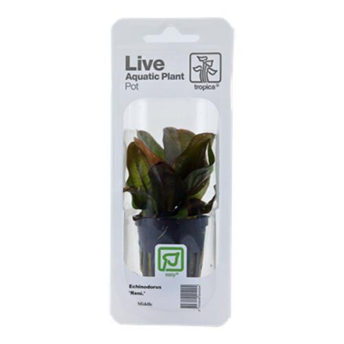 Tropica Live Aquatic Plant Pot Echinodorus Reni