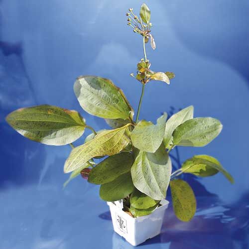 Tropica: Echinodorus ozelot Mutterpflanze  XL