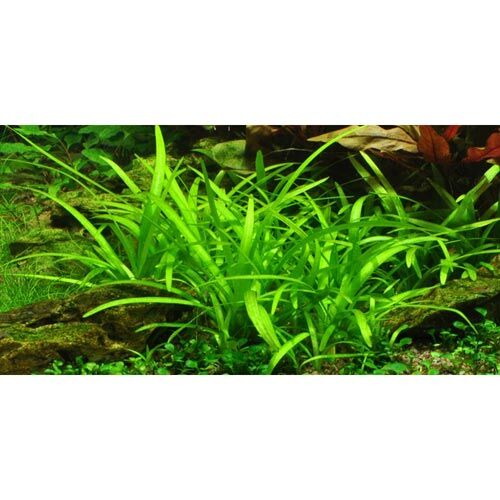Tropica 1-2 Grow Sagittaria subulata