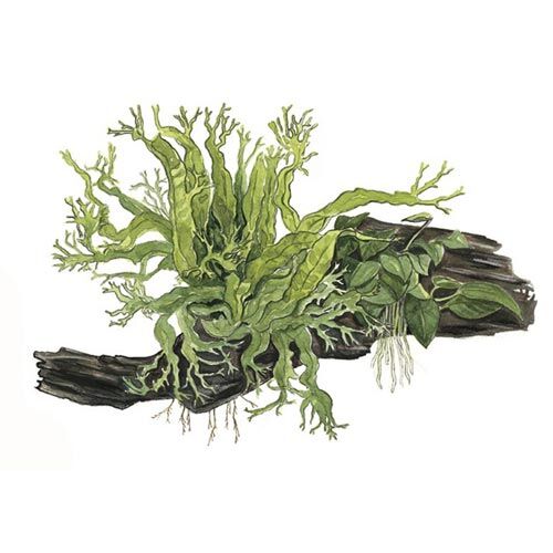 Tropica Microsorum Anubias Duett Wasserpflanze auf Wurzel  XL Bild 2