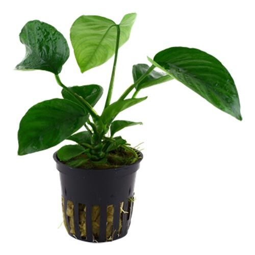 Tropica Live Aquatic Plant Pot Anubias barteri caladiifolia Bild 2
