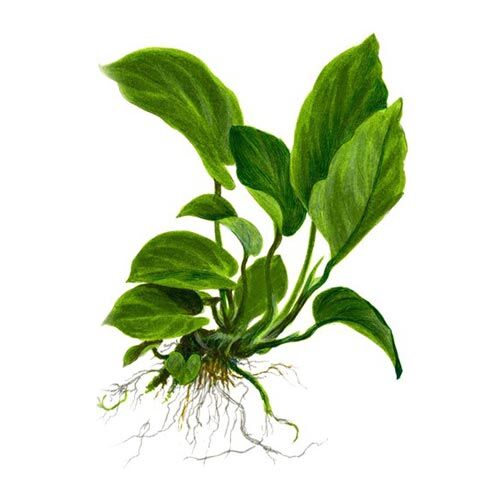 Tropica Anubias barteri var.caladiifolia Mutterpflanze  XL Bild 2