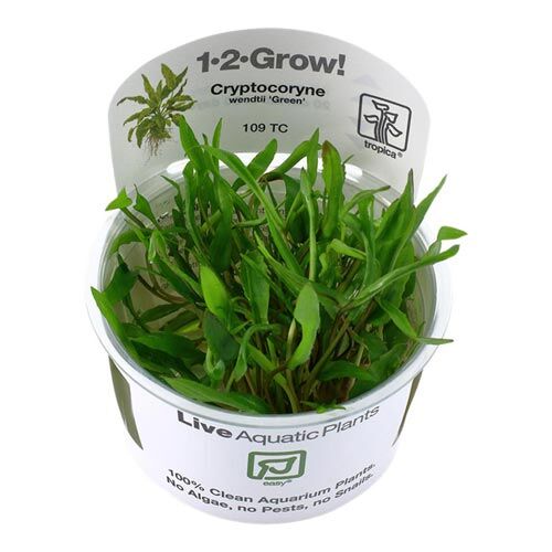 Tropica 1 2 Grow Cryptocoryne wendtii Green Wasserpflanze