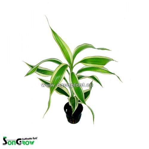 Songrow Dracaena sanderiana Sumpfpflanze