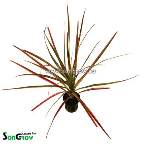 Aquarium-Hintergrundpflanze Songrow Dracaena Mariginata red Sumpfpflanze