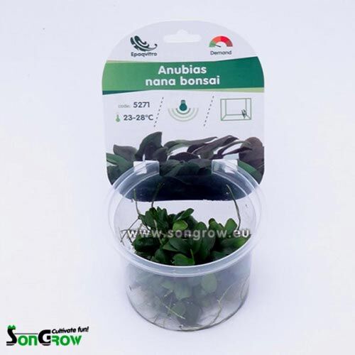 In-Vitro-Aquariumpflanze SonGrow Epaqvitro Anubias nana bonsai