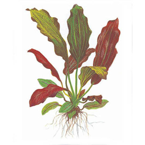 Aquarium-Hintergrundpflanze Tropica Echinodorus barthii