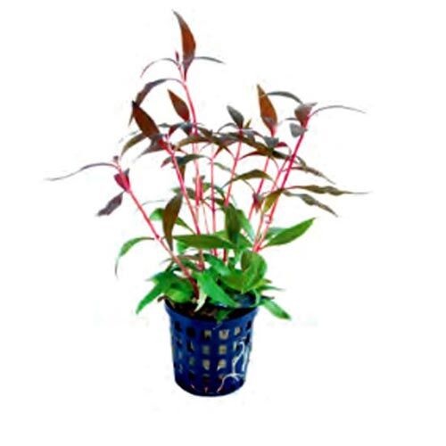 Aquarium Vordergrundpflanze aquafleur Aqua Plants Alternanthera rosaefolia mini im 5 cm Topf