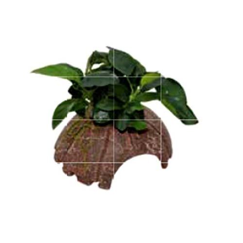 Aufsitzerpflanze: aquafleur Coconut Anubias