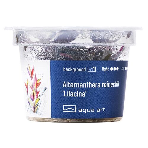 Aqua Art Alternanthera reinckii Lilacina Becherpflanze