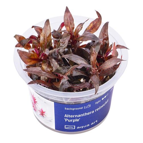 Aqua Art Alternanthera reinckii Purple Becherpflanze Bild 2