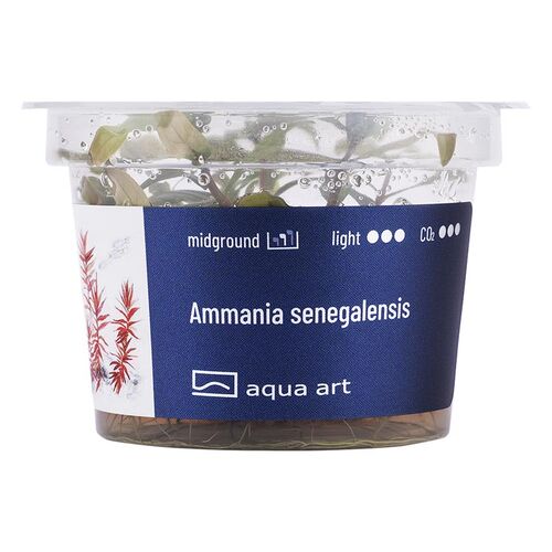 Aqua Art Ammania senegalensis Becherpflanze