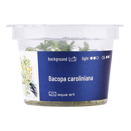 Aqua Art Bacopa Caroliniana Becherpflanze