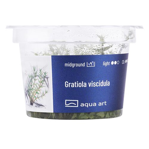 In-Vitro-Aquariumpflanze Aqua Art Gratiola viscidula Becherpflanze