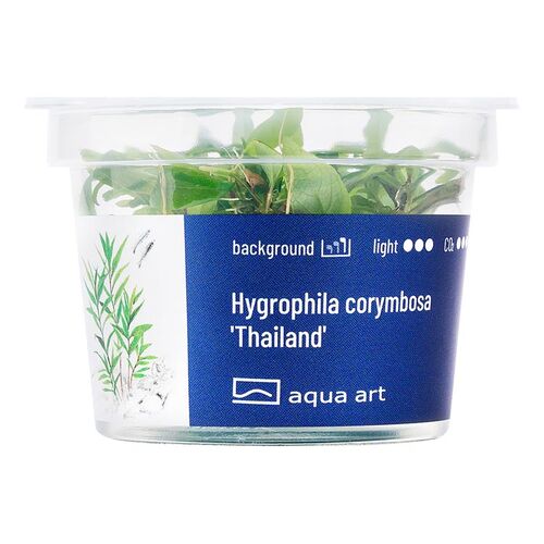 Aqua Art Hygrophila corymbosa Thailand Becherpflanze