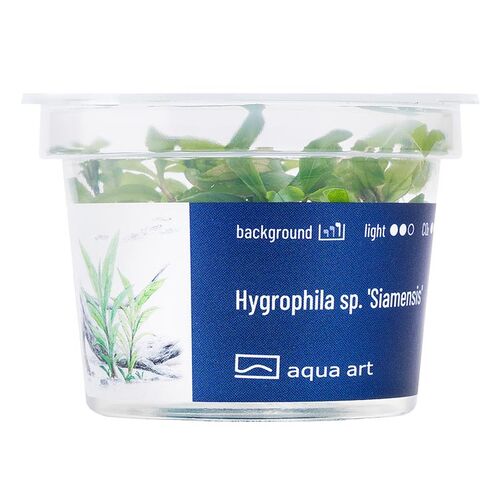 In-Vitro-Aquariumpflanze Aqua Art Hygrophila sp. Siamensis Becherpflanze
