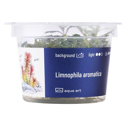Aqua Art Limnophila aromatica Becherpflanze