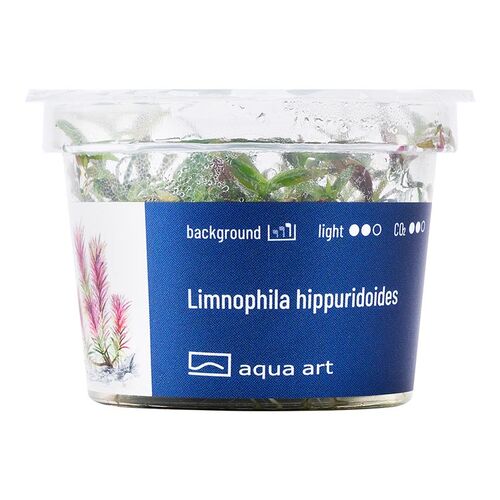 In-Vitro-Aquariumpflanze Aqua Art Limnophila hippurdoides Becherpflanze