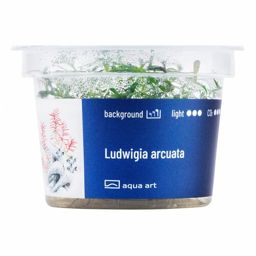 In-Vitro-Aquariumpflanze Aqua Art Ludwigia arcuata Becherpflanze