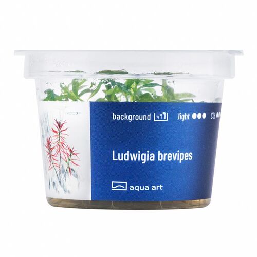 Aqua Art Ludwigia brevipes Becherpflanze