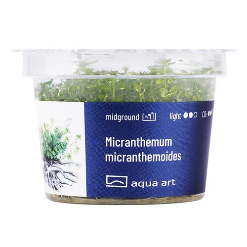 Aqua Art Micranthemum micranthemoides Becherpflanze