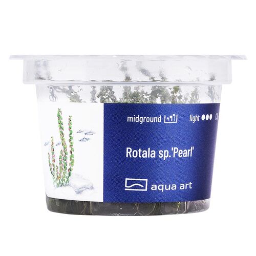 Aqua Art Rotala sp. Pearl Becherpflanze