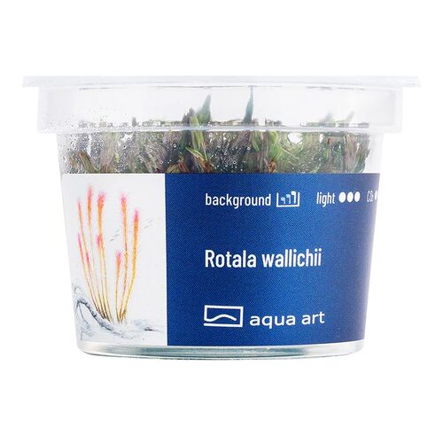 Aqua Art Rotala wallichii Becherpflanze